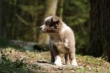 BORDER COLLIE 1105